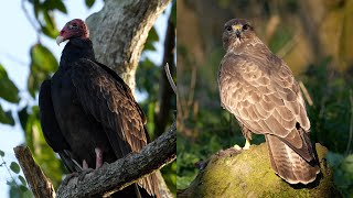 Buzzard v Turkey Vulture  Discover Wildlife  Robert E Fuller [upl. by Blanch643]