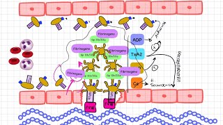 Hemostasia primaria SÚPER FÁCIL 👌 [upl. by Bury751]