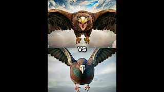 Eagle vs Vultures vs  falcon crow owl seagull Duck toucan bird Macow pigeon [upl. by Amitaf]