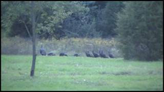 Wild Turkeys Roosting in the Trees 40 to 50 Feet Up at Dusk [upl. by Myrah]