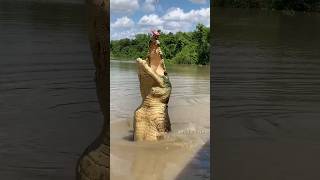 Crocodile vs Electric Eel कौन खतरनाक हैं 🤯 By info fact [upl. by Chirlin]