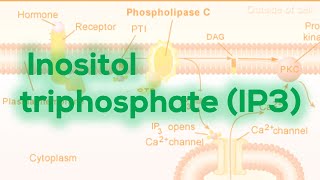 Inositol triphosphate IP3  Calcium release [upl. by Lesya]