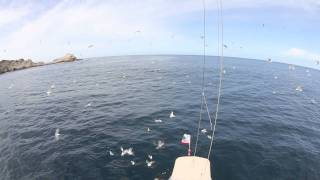 Sailing to the Farallon Islands off of the coast of California [upl. by Leciram]