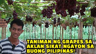 Grape Farm sa Aklan [upl. by Ahseka]