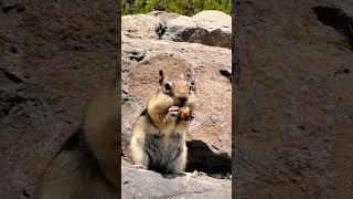 squirrel hand made chocolate🐿️edit facts ytshort trendingshorts dailyviralvideos [upl. by Tryck]