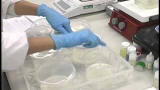 Plant Tissue Culture Media Preparation [upl. by Watson510]