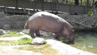 Hippo poo in the zoo [upl. by Enyleve]