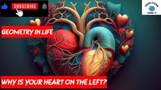 Why Is Your Heart on the Left Mysteries of Biological Chirality [upl. by Mace226]