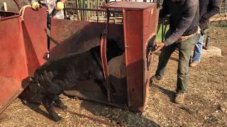 Branding Tagging Vaccinating and Castrating a Calf in Under a Minute and a Half [upl. by Aldis]