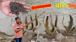 बाम मछली॥ का इश्पेसल चाराडाला हमने mnishnishad fishing [upl. by Lavine]