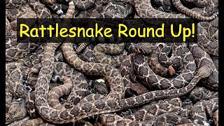 Rattlesnake RoundUP 2024 [upl. by Pani412]