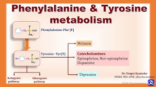 7 Overview of Phenylalanine amp Tyrosine metabolism  Amino Acid Metabolism  Biochemistry [upl. by Garvin]