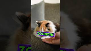 Cat fungal infection zoonotic disease from cats [upl. by Emmeram]