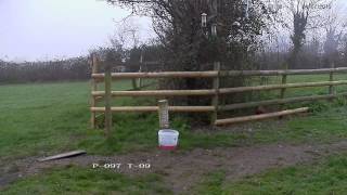 Pheasant feeding on seed  with subtle cooing sounds [upl. by Aurelia153]