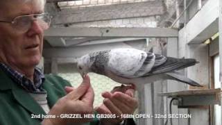 RACING PIGEONS LONG DISTANCE 02 [upl. by Lenni]