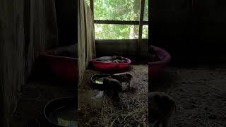 4 week old mini pig piglets first time playing in pool [upl. by Jessi862]