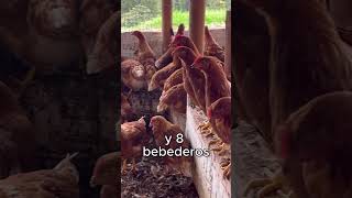 ¡500 Gallinas Ponedoras Esto es lo que necesitas 🧐 [upl. by Lenz]