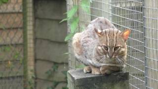 Rustyspotted Cat Axe Valley Wildlife Park 29th August 2016 [upl. by Angell]