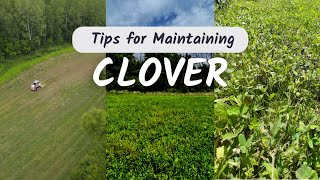 Establishing and Maintaining Clover Plots [upl. by Euginom695]