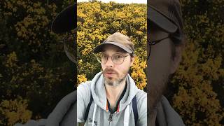 Gorse bushes on the hillside  spectacular display of wildflowers scotland nature [upl. by Saks]