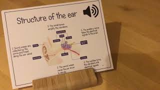 KS3 Sound Structure of the Ear [upl. by Brunelle]