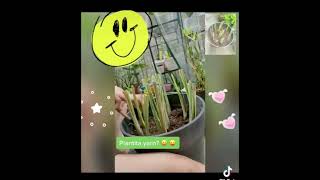 Repotting Lemon grass or tanglad [upl. by Cook]