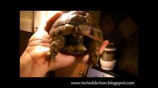 Filing a tortoises beak [upl. by Adler]