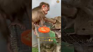 Mono Compartiendo Comida 🙊 Final inesperado 🤣🤣🐒 [upl. by Serafine381]