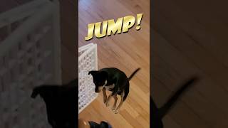 Still Jumpin minpin stilldre [upl. by Nasar194]