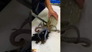 🦑 Squid Fish Cutting ASMR  Epic Knife Skills squid calamari cuttlefish short trending viral [upl. by Trebliw976]