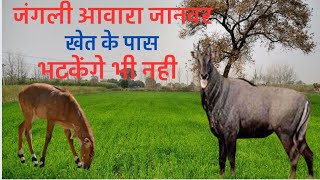 जंगली आवारा पशु खेत के पास नहीं भटेंकेंगेNilgai aur Junglee Pashu ko Khet se Dur Kaise rakhen [upl. by Auburta]