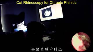 Cat Rhinoscopy Nasal endoscopy 만성 비염 고양이 코내시경 검사 [upl. by Annavoig]