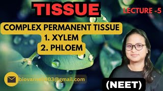 COMPLEX PERMANENT TISSUE  XYLEM amp PHLOEM  NEET [upl. by Kristian]