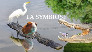 la symbiose cest quoi   Le feuilletage de lécologie et de la biodiversité épisode I [upl. by Luapleahcim]