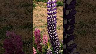 🪻LUPINE FLOWERS FROM NEWZEALAND 🪻 SHORTS shortsviral [upl. by Layne459]