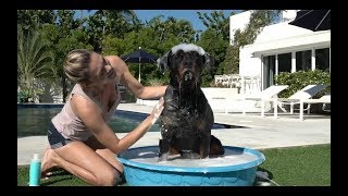 Beauty Insider  MONAT Pet Gentle Cleansing Shampoo and Deodorizing Spray [upl. by Damle129]