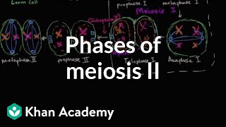 Phases of meiosis II  Cells  MCAT  Khan Academy [upl. by Rehprotsirhc]