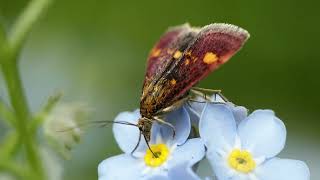 mint moth pyrausta aurata macro wildlife nature [upl. by Zimmer]