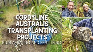 Cordyline Australis Transplanting Projects 🌴😲 [upl. by Aisya]