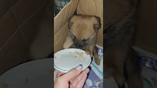 The Poor Little Dog Was Abandoned And Trembled After Being Rescued [upl. by Showker]