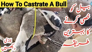 Castration Of BullHow To Castrate A BullCasting Of BullDr Hafiz Nadeem Ur Rehman [upl. by Mountfort]