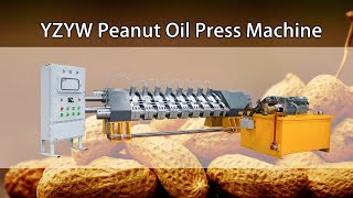 hydraulic cold oil presspeanut oil press machinepeanut oil extractionoilpressmachine oilmachine [upl. by Hailahk]