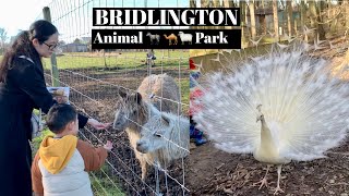 BRIDLINGTON ANIMAL PARK  YORKSHIRE l UK [upl. by Ihab]