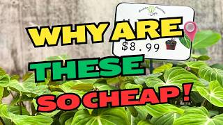 You Won’t Believe How Cheap These Plants Are [upl. by Claire]