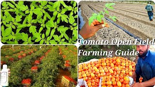 Tomato Open Field Farming Guide With Update Nursery Preparation Caltivation Pesticide Fertilizer [upl. by Anele]