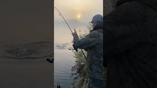 ⚠️Live BissFisch eskaliert komplett vor meinen Füßen😱‼️ANGLER TAGEBUCH 153 karpfenangeln shorts [upl. by Uta]