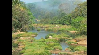 Myristica swamps documentary [upl. by Dublin]