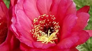 Torch Cactus aka trichocereus grandiflorus [upl. by Feucht389]