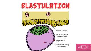 Blastulation and Implantation  Embryology [upl. by Weslee]