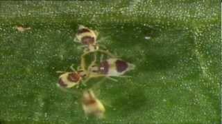 Spirngtail collembole mating dance collembola danse de reproduction [upl. by Ginevra]